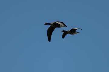 Majestic white-fronted goose with its wings spread wide, gliding gracefully on the breeze