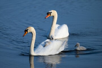 Beautiful shot of a family of swans swimming on a lake