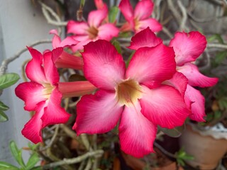 pink and white flowers, A flower called azalea, fresh pink, in full bloom.