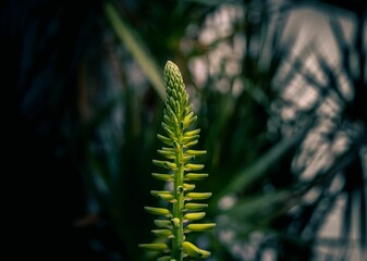Succulents blooming in home garden