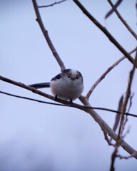Close-up of a long-tailed tit on a tree branch in Dresden, Germany