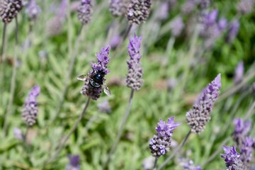 Black Carpenter Bee on a French Lavender Plant. 