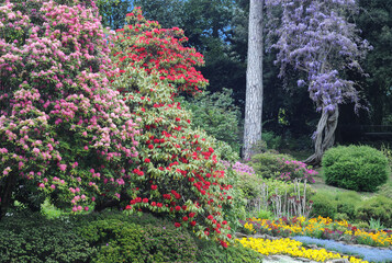 Park in spring with blooming red and pink azalea (Rhododendron, Ericaceae), wisteria, and various other shrubs and flowers