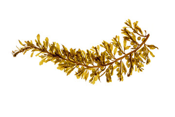 Sargassum muticum brown seaweed with round gas-filled floats. Japanese wireweed or japweed algae with aerial vesicles isolated transparent png.