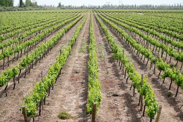 Fototapeta na wymiar Grapes growing on vines in a vinyard in Mendoza, Argentina.