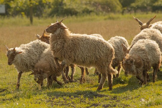 View of Hungarian racka sheep in greenery field