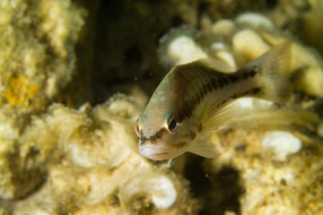 Fish - Comber (Serranus cabrilla) Alghero, Sardinia, Italy