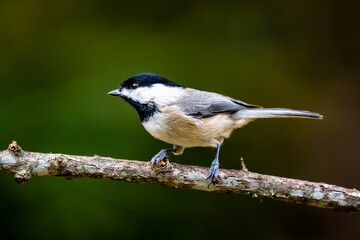 Obraz premium Black-capped chickadee perched on a tree branch. Poecile atricapillus.