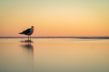 Selective focus shot of a gull bird perched on a beach at sunset