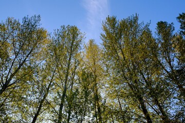 Obraz premium Vibrant autumn foliage in the afternoon sun at the Comox Valley Fairgrounds in Courtenay, Canada
