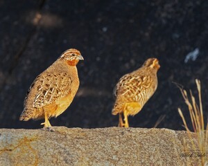 Closeup of quails perched on the ground with a blurry background