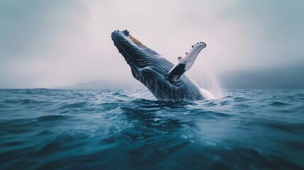 Fototapeta premium Humpback whale jumping out of water