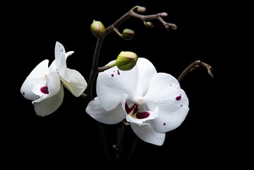 Close-up shot of white orchids with pink spots against a stark black background