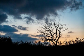 Beautiful orange hues of the setting sun illuminated behind a group of barren trees.