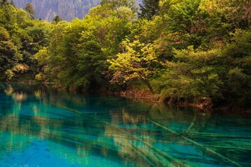 Scenic view of a forest with a lake in Jiuzhaigou, Sichuan Province, China.