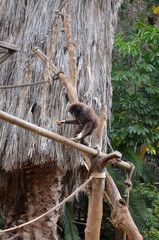 Gibbons at the zoo in Tenerife island
