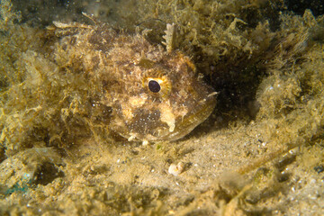 Scorpionfish scorpaena scrofa on the bottom of the mediterranean Alghero, Mediterranean sea, Sardinia, Italy.