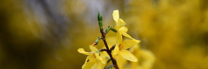 Wunderschön kunstvolles Web Banner in gelber Blütenpracht mit verschwommenem hellgrauem Frühlings-Hintergrund und viel Platz für Text