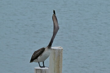 Brown pelican stretching its body in the morning sun