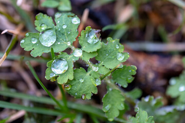 Greater celandine leaves with water drops