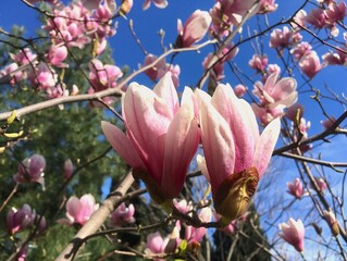 Blooming magnolia on a background of blue sky