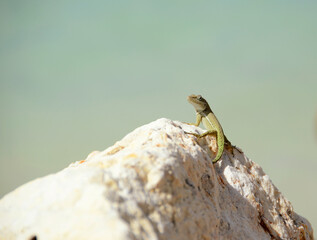 Green gecko isolated on a white rock