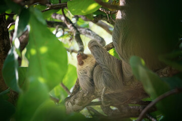 Obraz premium Hoffman's two-toed sloth hidden between branches of a tree