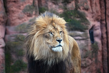 Naklejka na ściany i meble Majestic male lion with beautiful mane