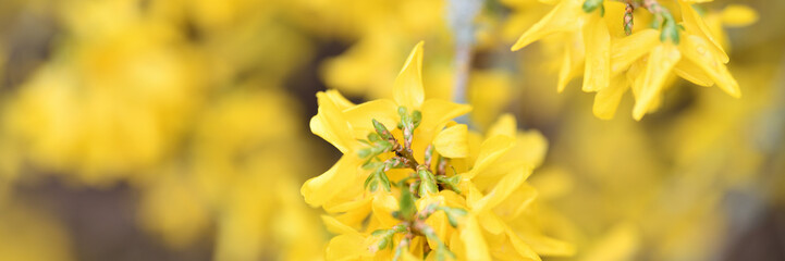 Wunderschöner Forsythienblüten Strauch in gelber Blütenpracht mit verschwommenem hellgrauem...