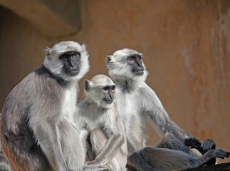 Family of black face monkey sitting together in the sunshine