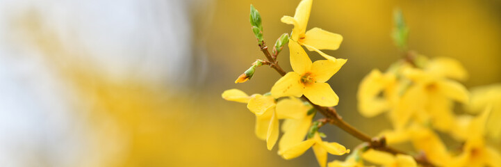 Wunderschöne Forsythienblüten. Web Banner in gelber Blütenpracht mit verschwommenem hellgrauem...