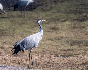 Crane looking at something