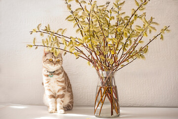 Bouquet with willow branches and a striped cute cat on a light background. Spring mood.