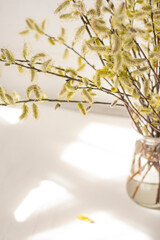 spring bouquet with willow branches in a transparent glass vase. gentle sunlight, atmosphere of spring and light
