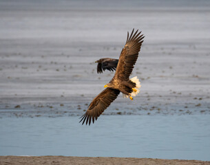 eagle in flight