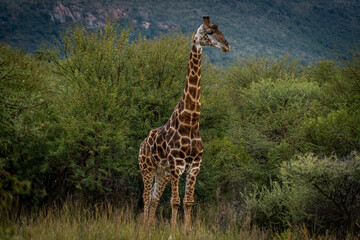 giraffe in the savannah