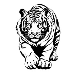 tiger on white