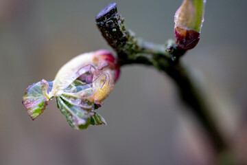Close-up of black currant buds in spring