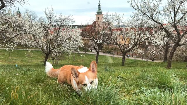 Corgi Dog Eats Grass In A Flowery Park In Prague