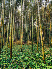 Green Grass Under Bamboo Vertical Growing