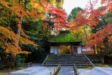 Vibrant red maple tree in Japan at Honenin temple - 770750131