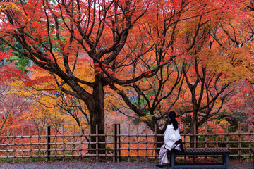 Woman looking the vibrant red maple tree in Tofukuji temple, Kyoto, Japan - 770750358