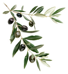 Olive branch with ripe olives png on transparent background
