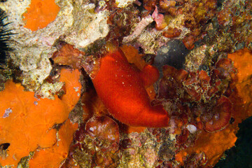 red Sea squirt (Halocynthia papillosa). Hard and rough cartilaginous tunic about 6 cm in length. Alghero, Sardinia