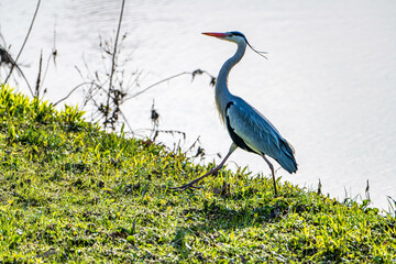 優雅なアオサギ