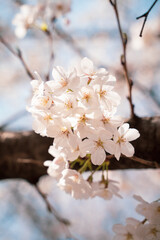 Fototapeta premium cherry blossom in spring