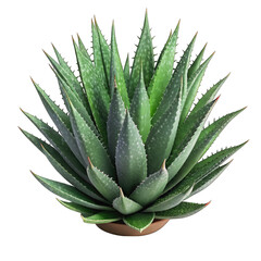 Fototapeta premium aloevera on the table