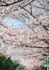 tree in bloom