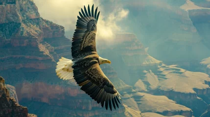 Foto op Plexiglas A bald eagle flying in sky in wild in Grand Canyon. © rabbit75_fot
