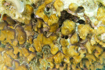 Chondrilla nucula, sometimes called the Caribbean chicken-liver sponge, is a species of sea sponge...